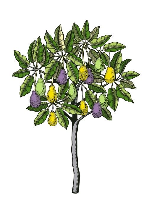 Decorative avocado tree with leaves, branches and fruit illustration. Exotic garden plant drawing in engraved style. Botanical colorful sketch isolated on white background